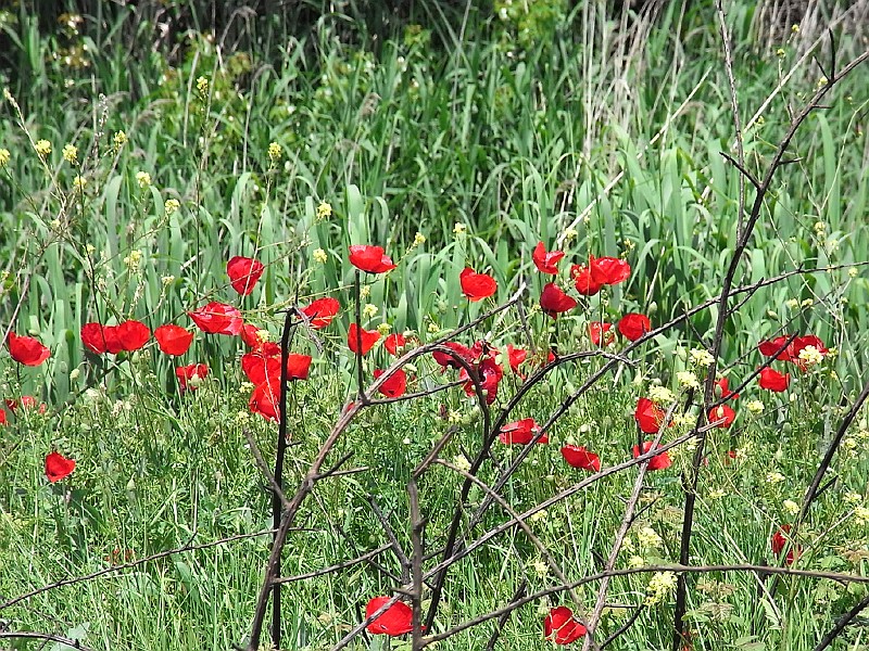 R0010025.JPG - Day 1: Poppies near Orchomenos