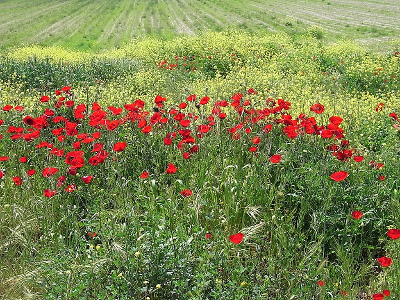 R0010028.JPG - Day 1: Poppies near Orchomenos 3