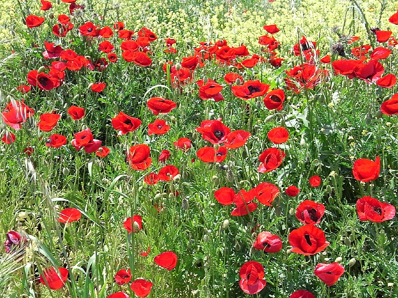 R0010029.JPG - Day 1: Poppies near Orchomenos 4