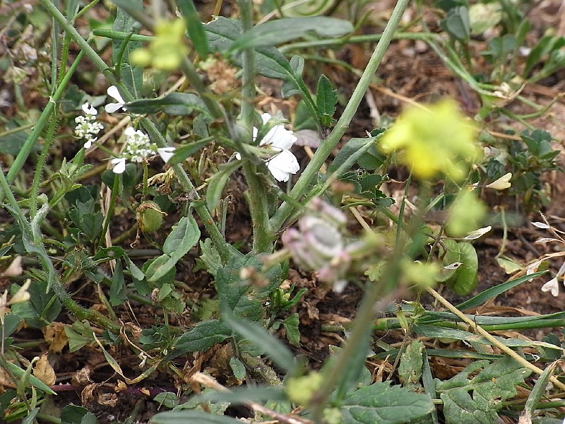 R0010035.JPG - Day 1: Orchomenos - flowers close up