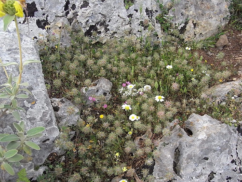 R0010036.JPG - Day 1: Orchomenos - flowers 3