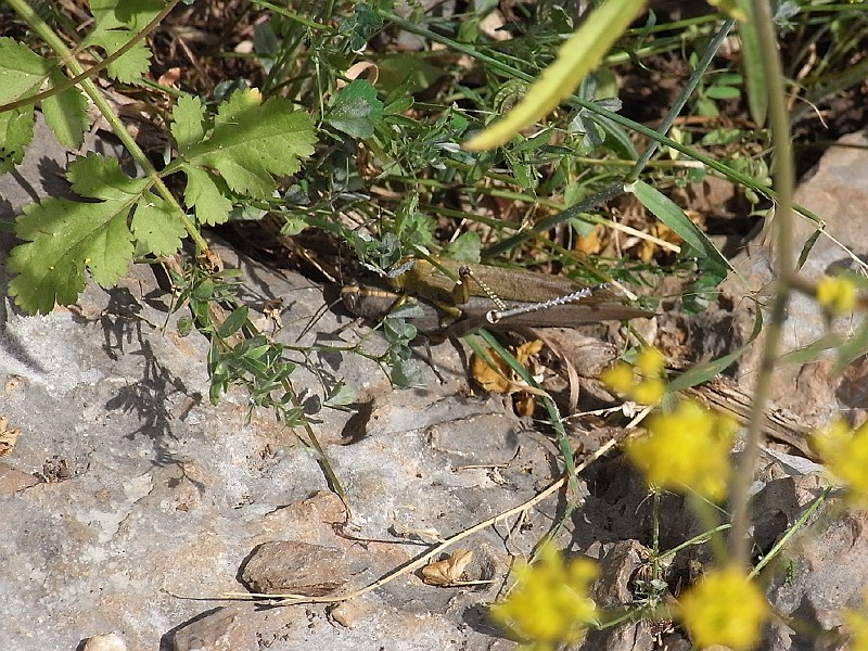 R0010047.JPG - Day 1: Orchomenos - Grasshoppers
