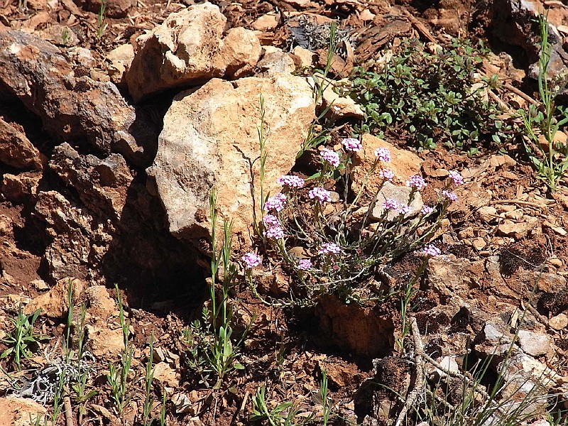 R0010069.JPG - Day 2: Flowers 1