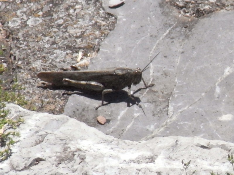 R0010084.JPG - Day 2: A grasshopper