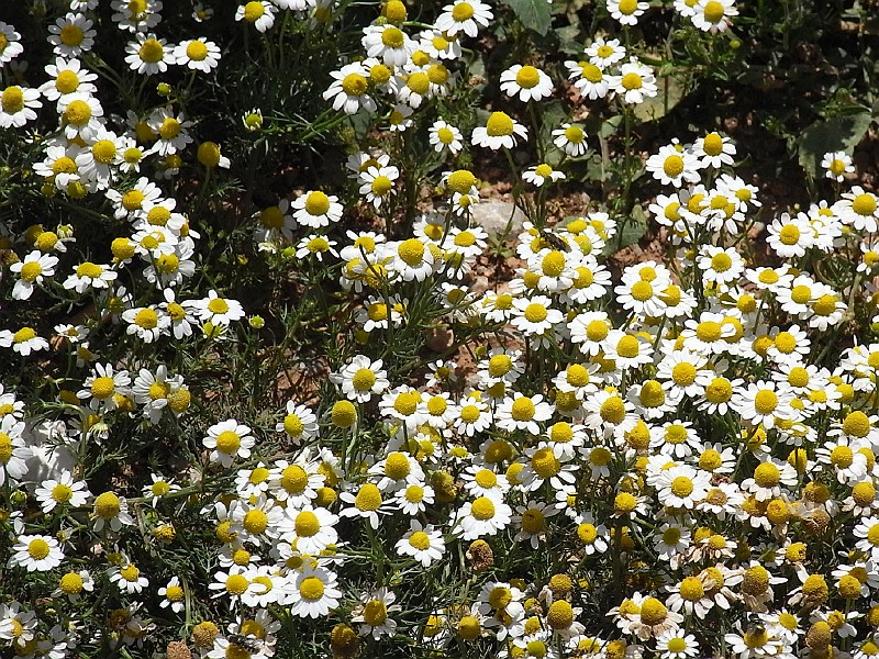 R0010090.JPG - Day 2: Flowers 8
