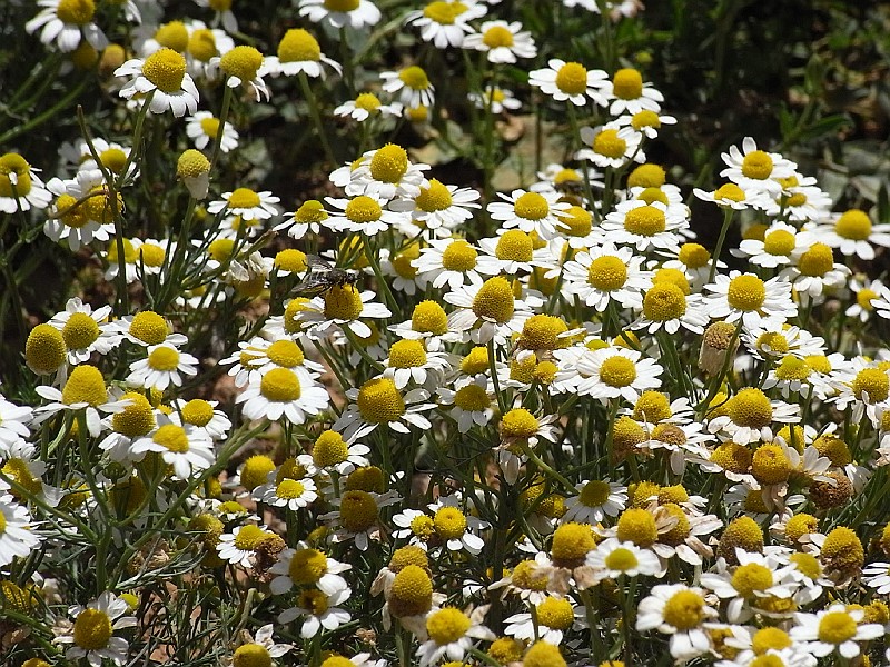 R0010091.JPG - Day 2: Flowers 9