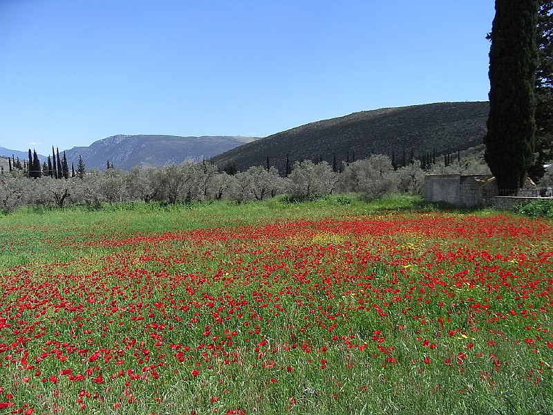 R0010093.JPG - Day 2: Poppies near Amfissa