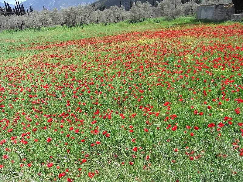 R0010094.JPG - Day 2: Poppies near Amfissa 2