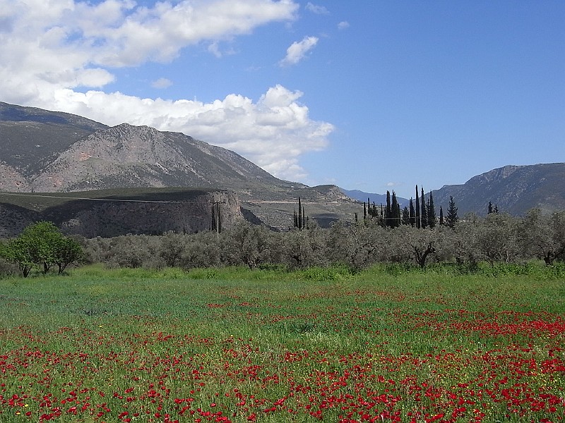 R0010095.JPG - Day 2: Poppies near Amfissa 3
