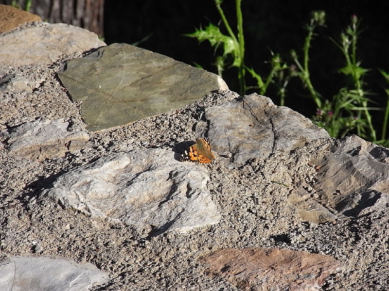 R0010106.JPG - Day 2: A butterfly
