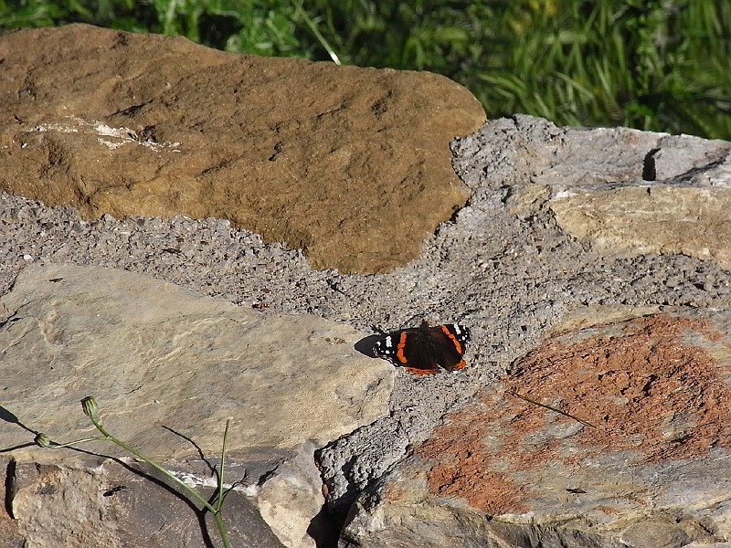 R0010107.JPG - Day 2: A butterfly - 2