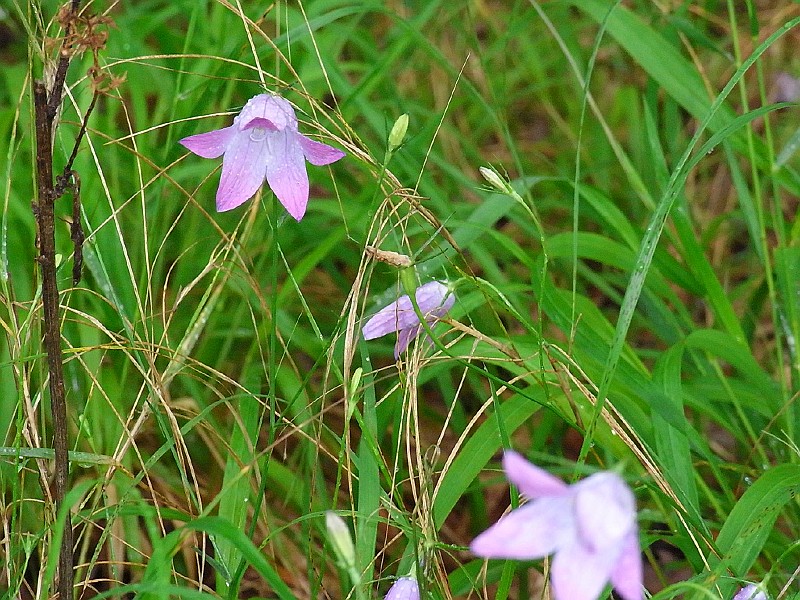 R0010122.JPG - Day 2: More flowers