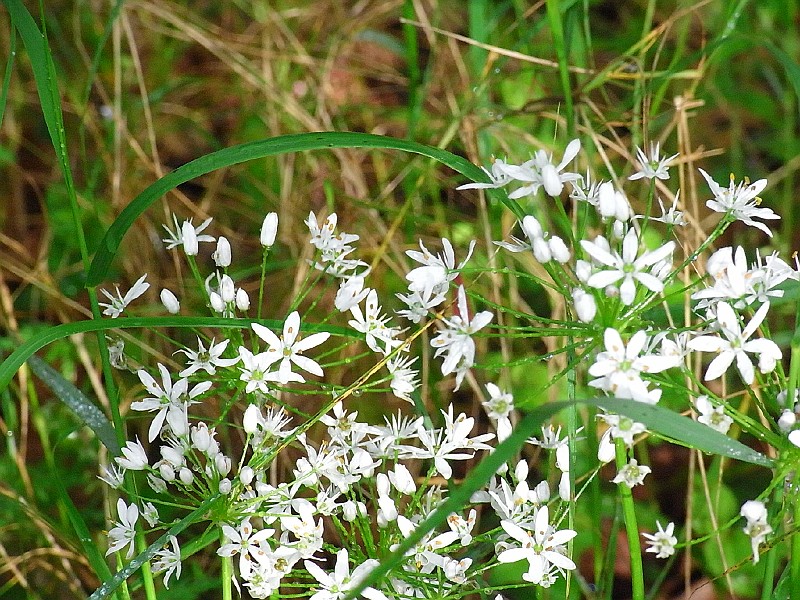 R0010124.JPG - Day 2: Wild garlic 2
