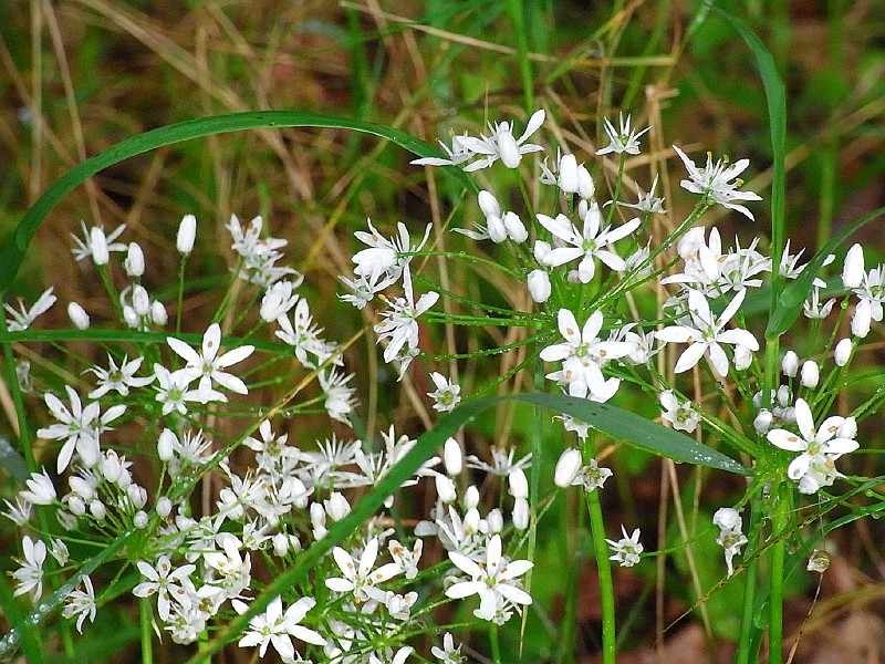 R0010125.JPG - Day 2: Wild Garlic 3