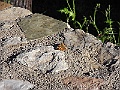 R0010106