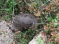 R0010239