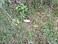 R0010267