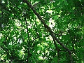 R0010387