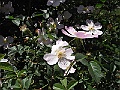 R0010626