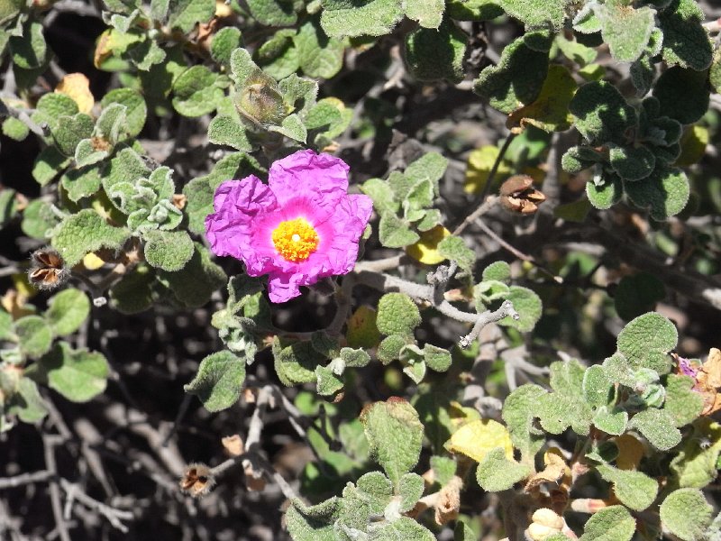 R0011316.JPG - Day 1: Rock rose at Sounio