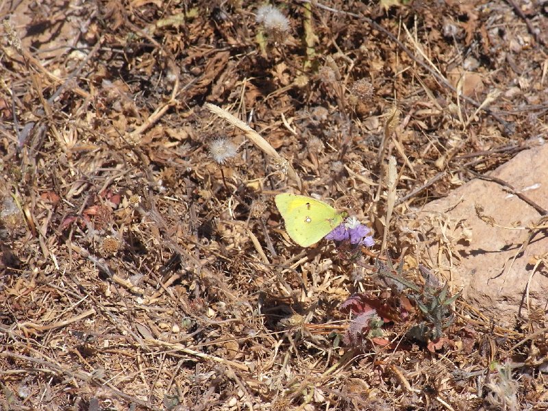 R0011321.JPG - Day 1: A butterfly at Sounio