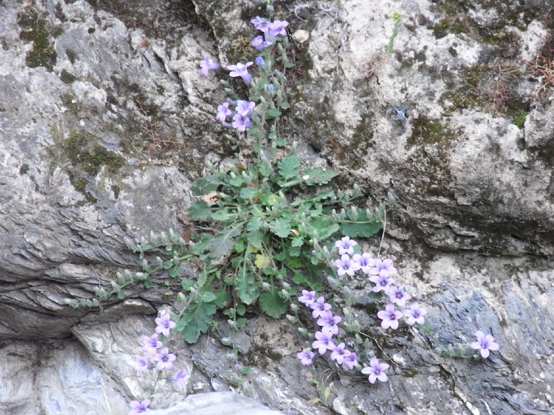 R0011338.JPG - Day 2: Devil's Bridge 8 - flower on the rocks