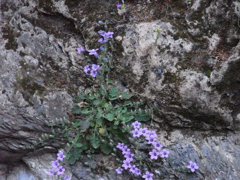 R0011341.JPG - Day 2: Devil's Bridge - Flower on the rock 2
