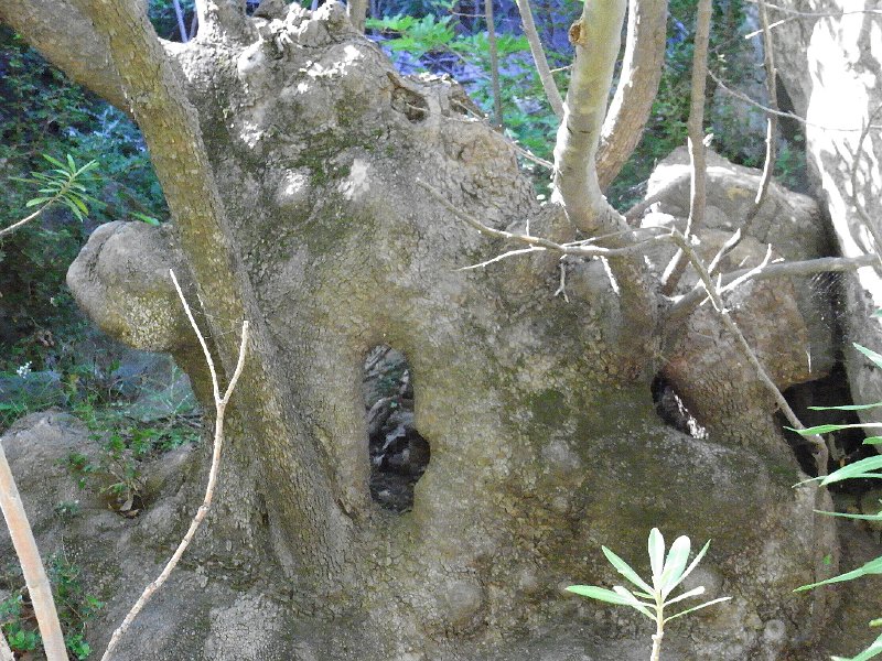 R0011364.JPG - Day 2: Devil's Bridge - Plane Tree