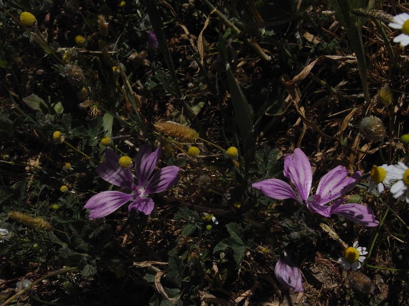 R0011413.JPG - Day 3: Epidaurus 15