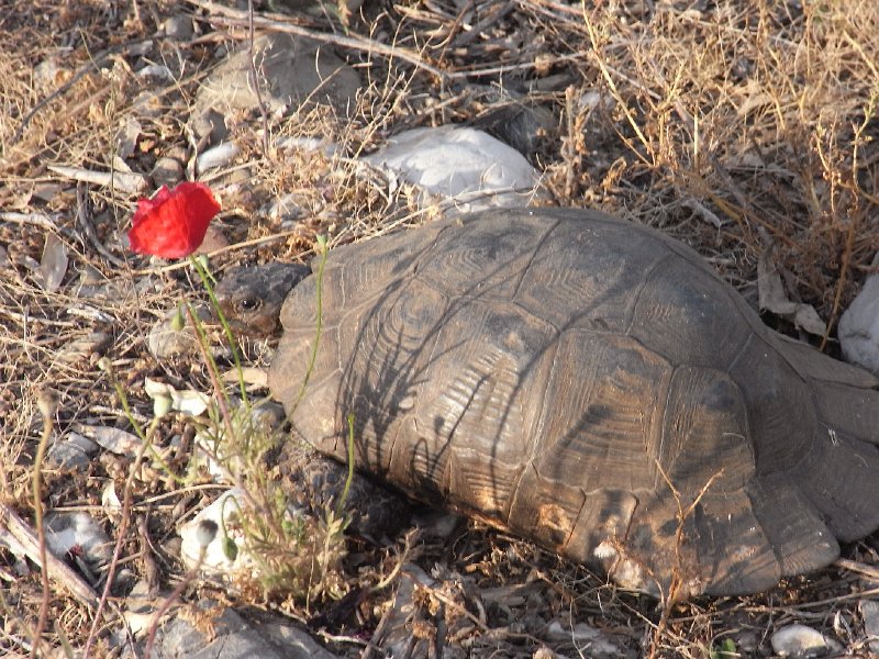 R0011431.JPG - Day 3:  A tortiose 1