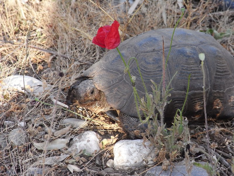 R0011432.JPG - Day 3:  A tortiose 2
