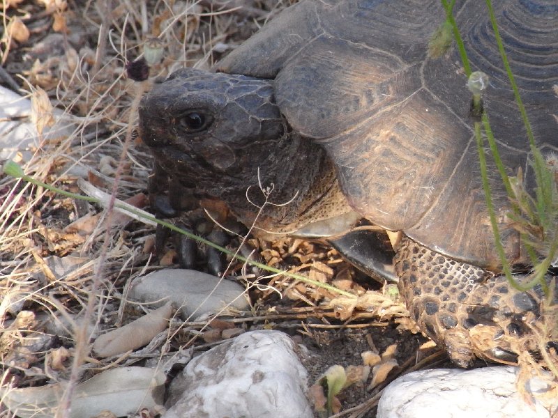 R0011433.JPG - Day 3:  A tortiose 3