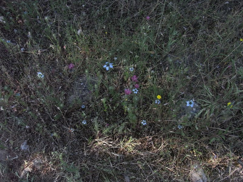 R0011436.JPG - Day 4:  Flowers