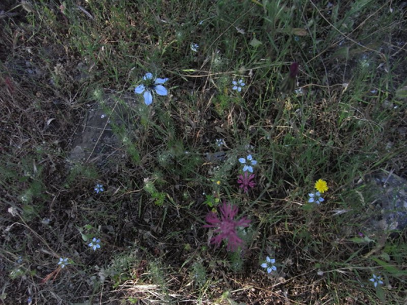 R0011437.JPG - Day 4:  Flowers 2