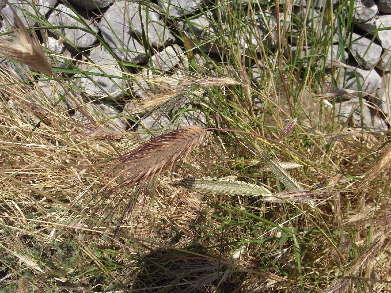 R0011491.JPG - Day 5: Wild barley