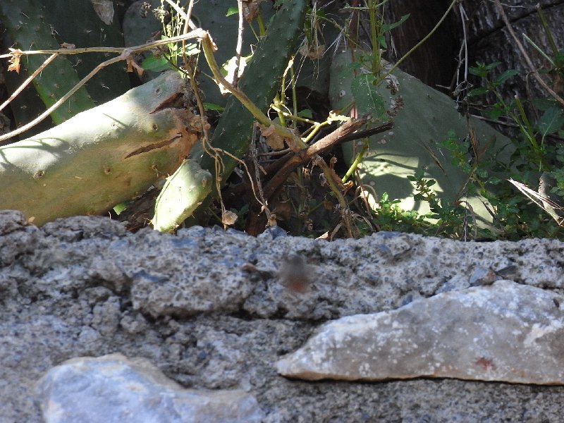 R0011531.JPG