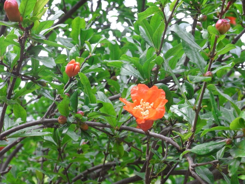 R0011733.JPG