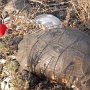 R0011431