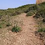 Asphodels 2