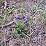 Grape Hyacinth