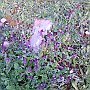 Flowers 8