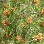 Pine blossoms at Epidaurus