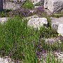 Flowers 10 at Epidaurus