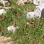 Poppies at Epidaurus