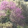 A Judas Tree in bloom