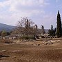 The Ancient Site of Nemea