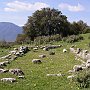 The foundations of the Temple of Artemis