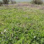 Flowers 13