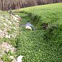Watercress growing at the source of the Alpheios