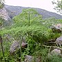 Strange plant 3